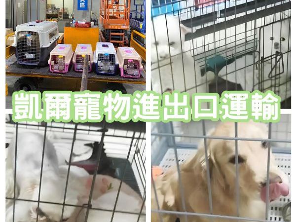 2023/12/15 『中國』5隻狗狗移民來台灣/黃金獵犬/約克夏/博美/貴賓~~~